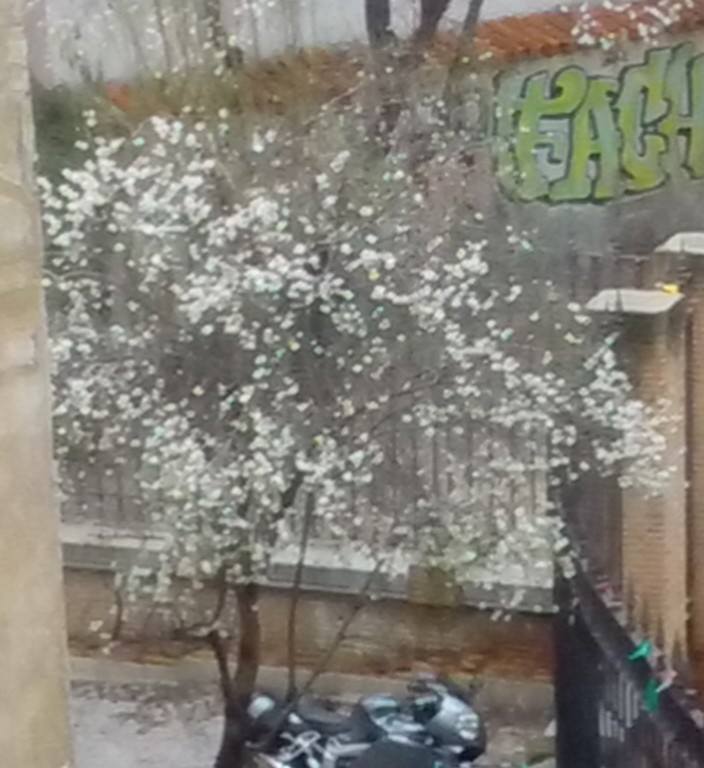 I’ve Had Almond&nbsp;Flowers